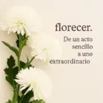 foto de flores crisantemo con frase florecer de un acto sencillo a uno extraordinario